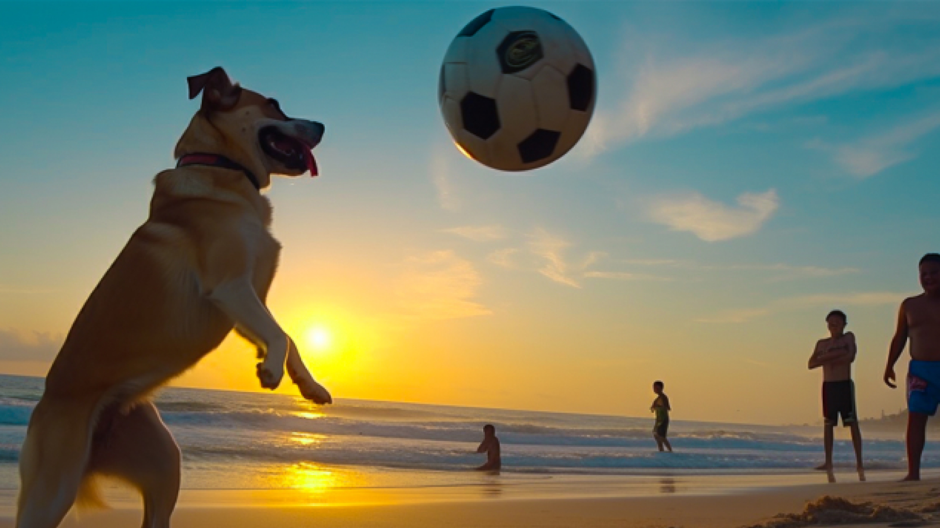 dog-dribbled